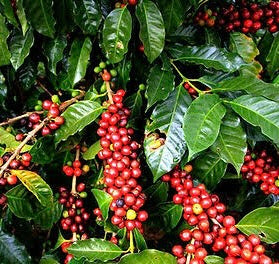 Coffee Plant(Robusta Variety)