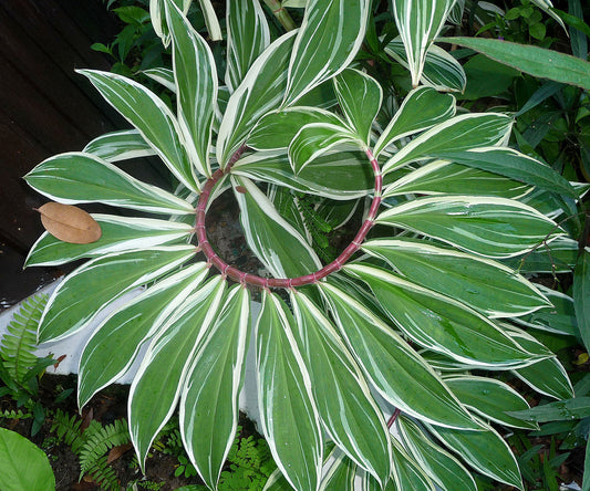 Costus Arabicus(Spiral Ginger) Variegated