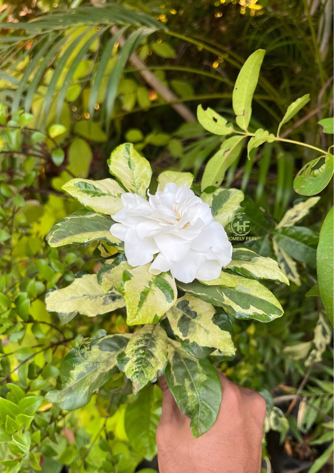 Gardenia Variegated