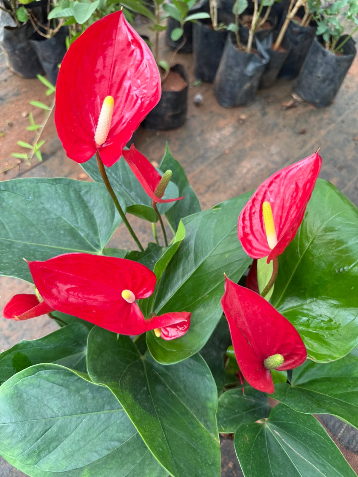 Anthurium Cherry Red (Double Shoot)