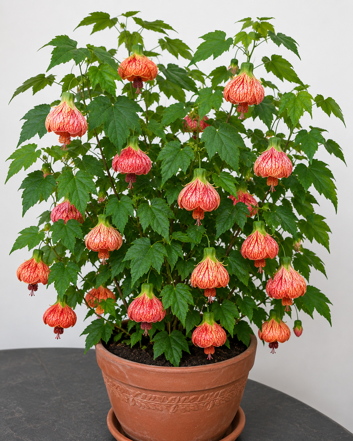 Lantern Hibiscus