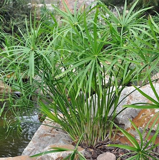 Umbrella Palm