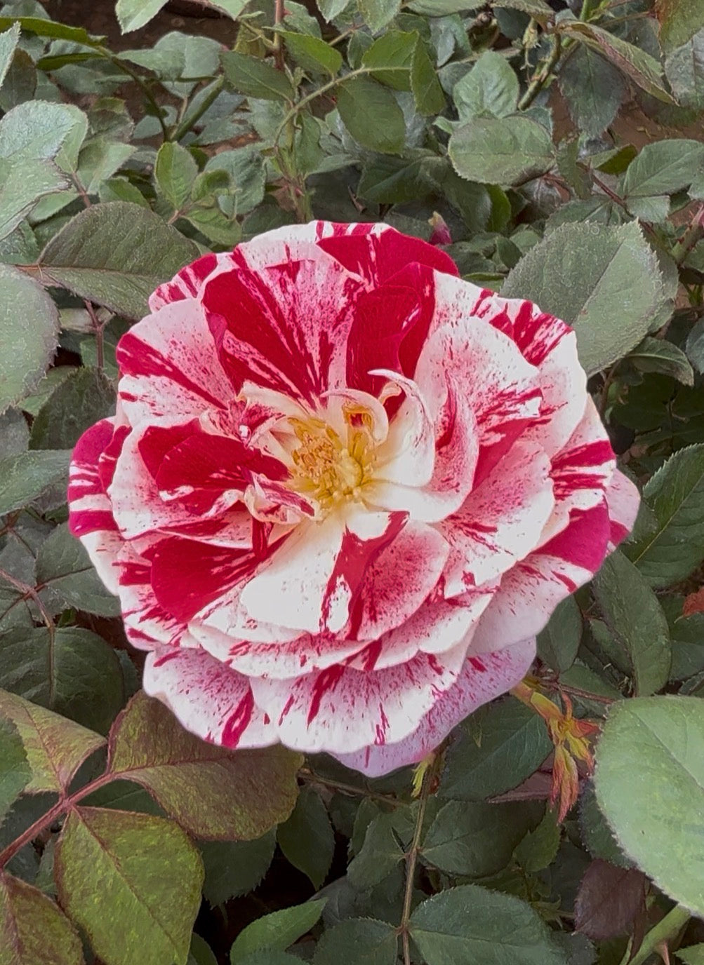 Scentimental Rose(Scented)