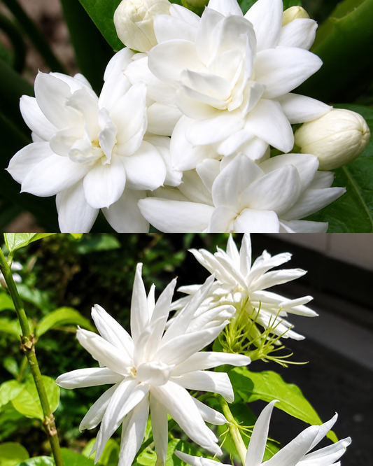 Double Layer& Belle of India Jasmine (Combo)