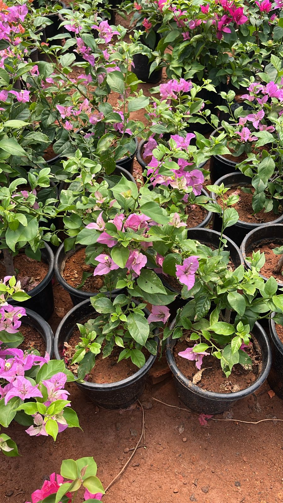 Bougainvillea Lavender