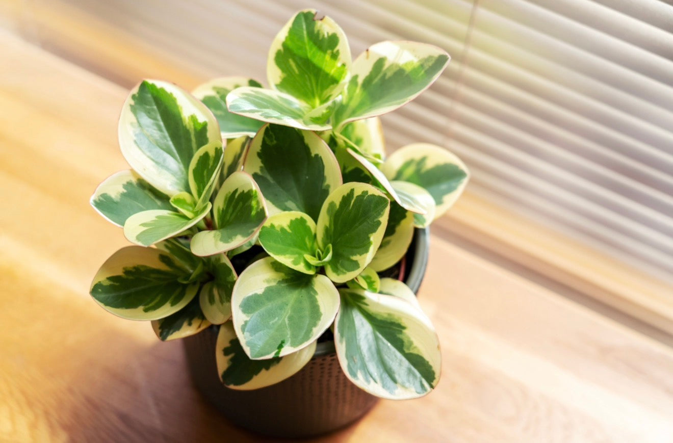 Peperomia Variegated (2 plants)