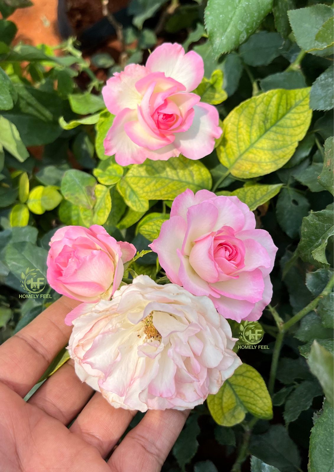 Strawberry Ice Rose