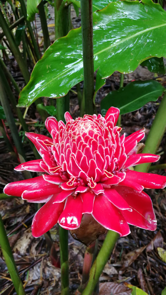 Torch Ginger Pinkish Red
