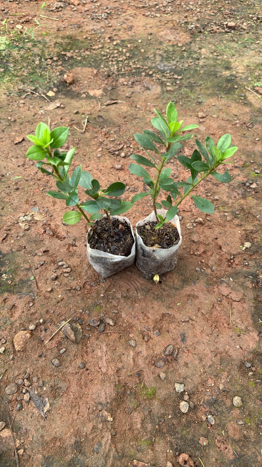 Azalea 2 Plants Combo(Any colour)