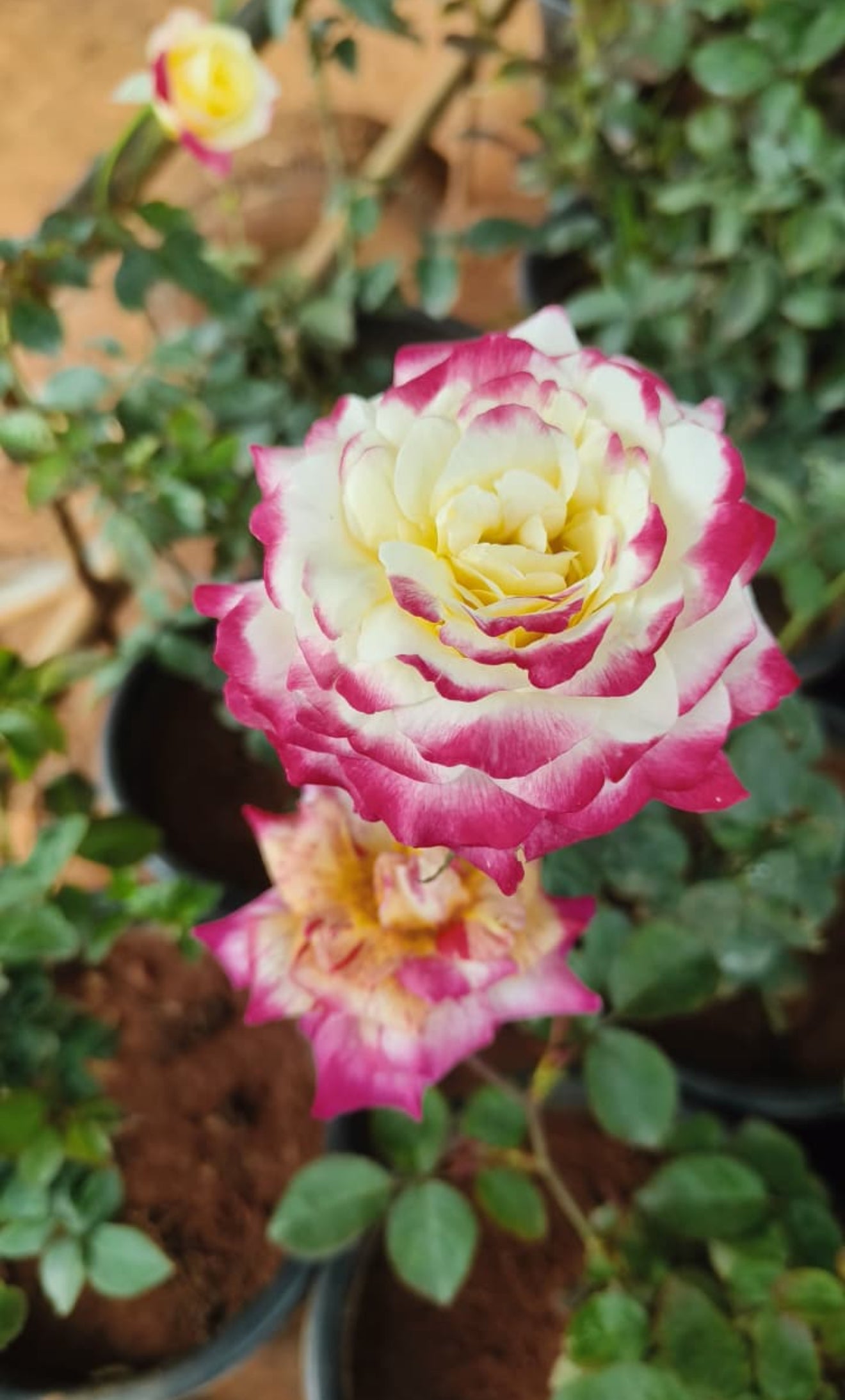 Campfire Rose