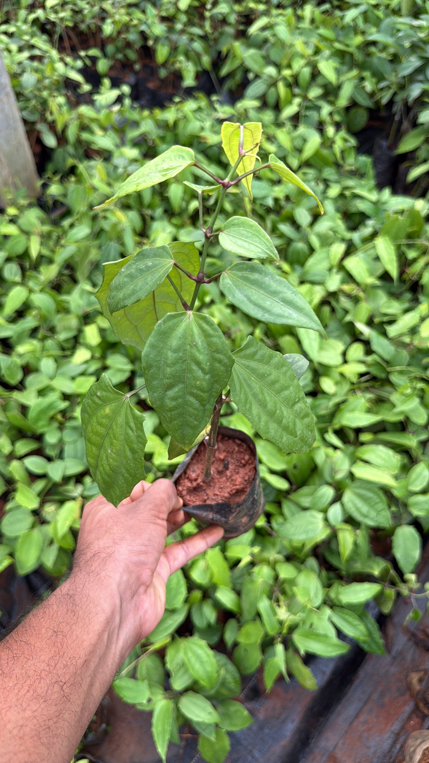 Thunbergia Coccinea(2 Plants combo)