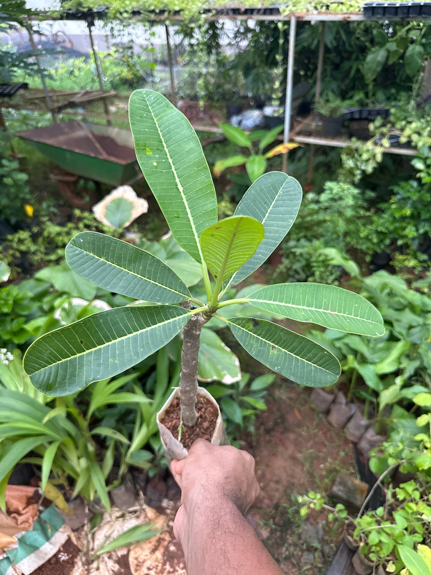 Plumeria White