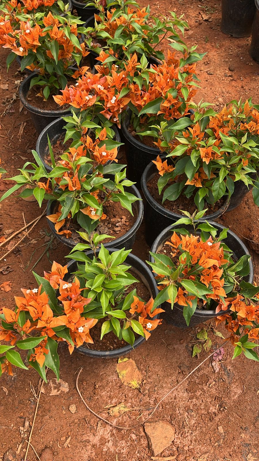 Bougainvillea Fire Opal Hybrid