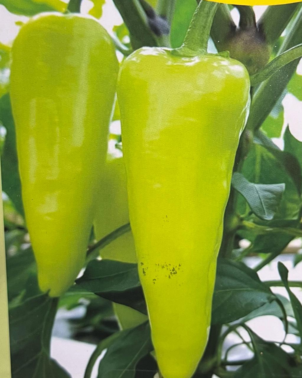 Banana Pepper(ബജി മുളക്) seed