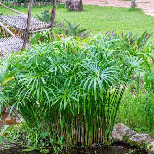 Umbrella Palm