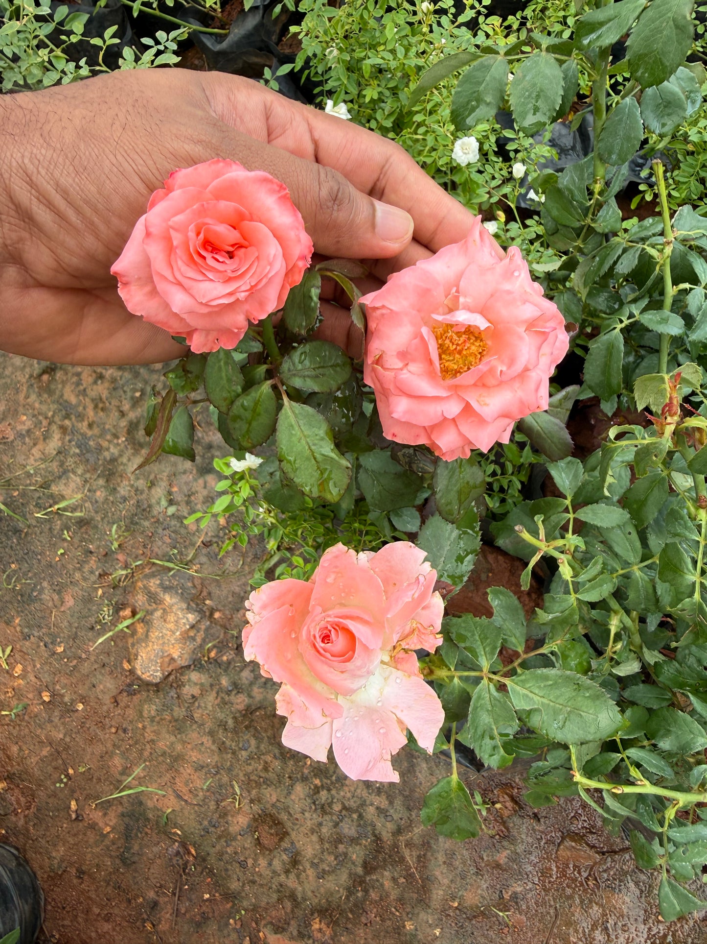 Baby Pink Rose