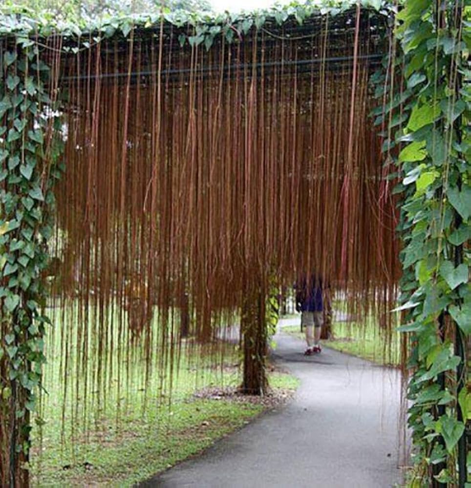 Princess Vine(Cissus Nodosa)