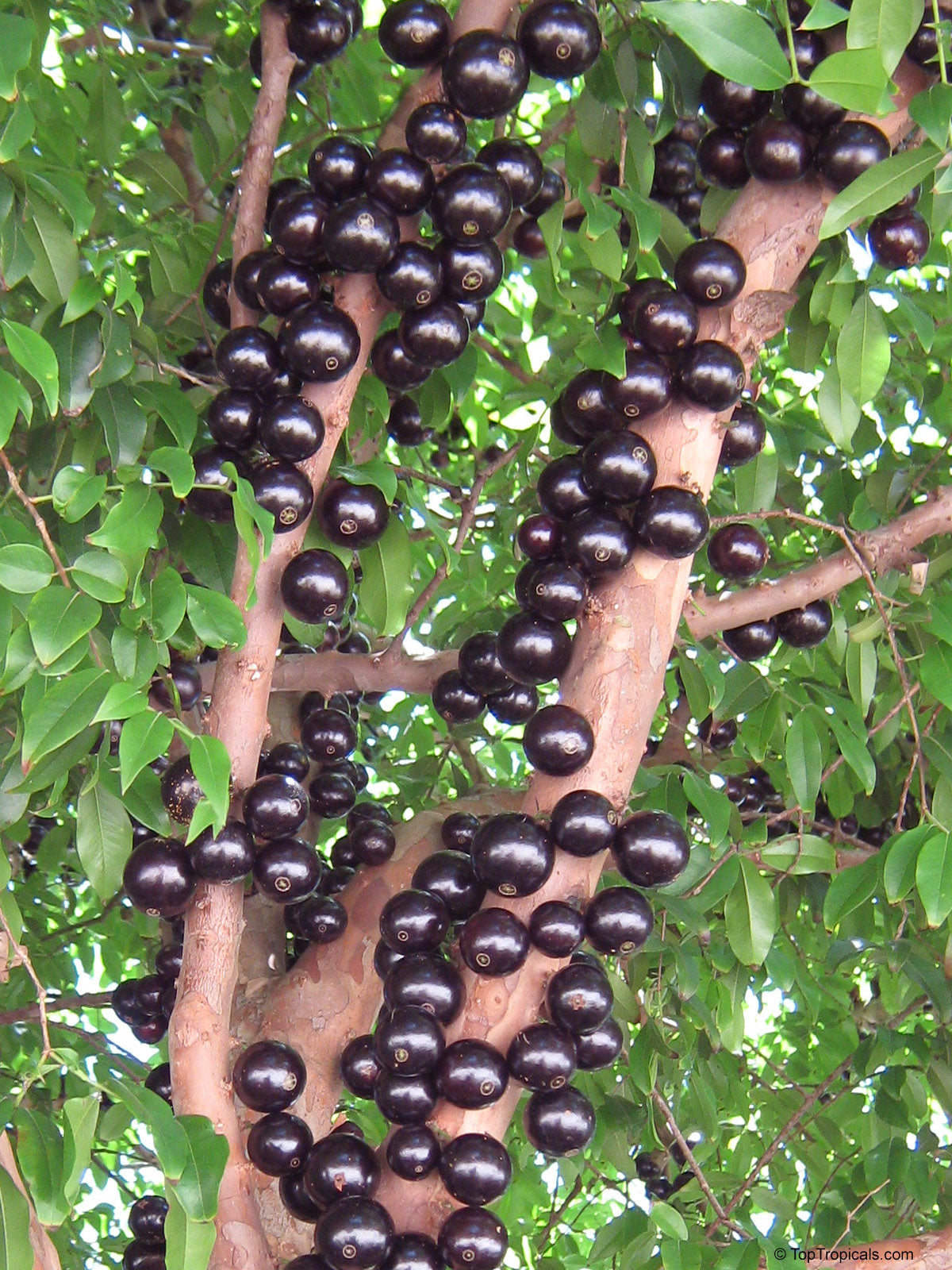 Jaboticaba Escarlate(Layered)