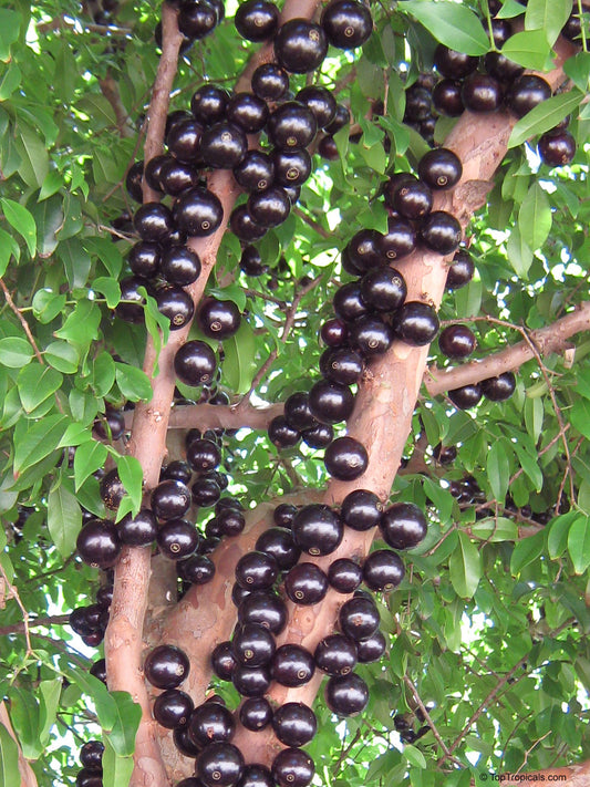 Jaboticaba Escarlate(Layered)