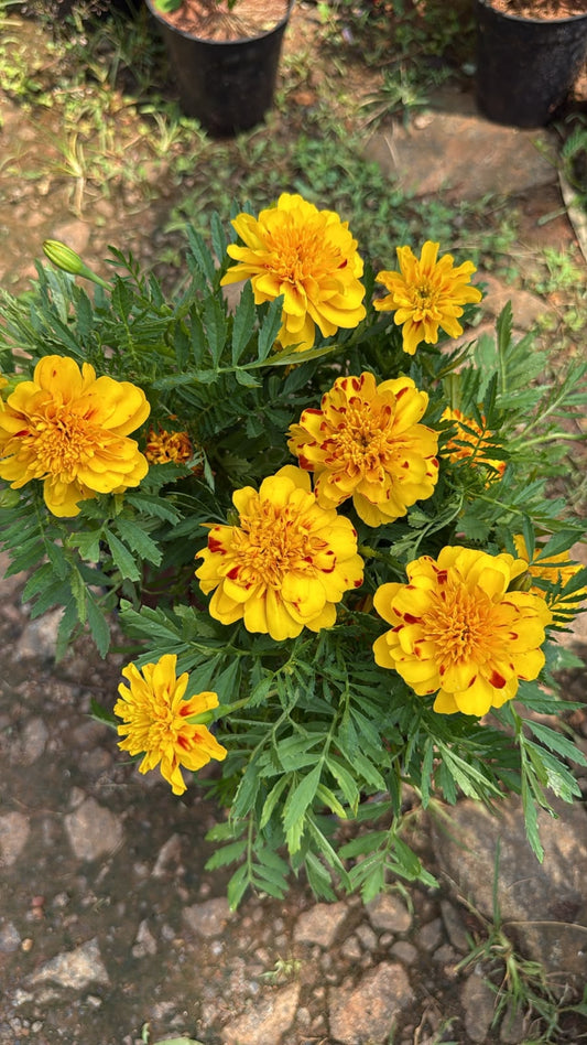 Marigold M02
