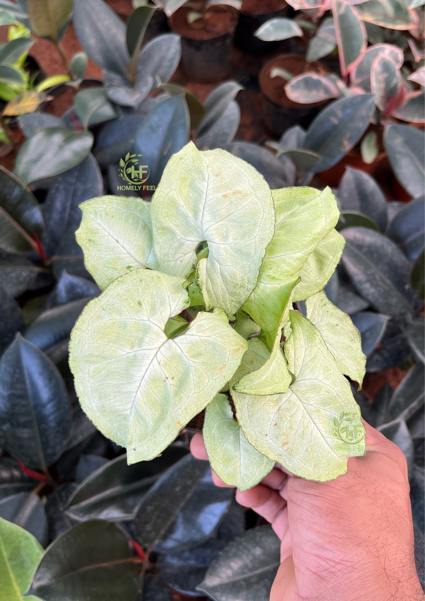 Syngonium White Butterfly