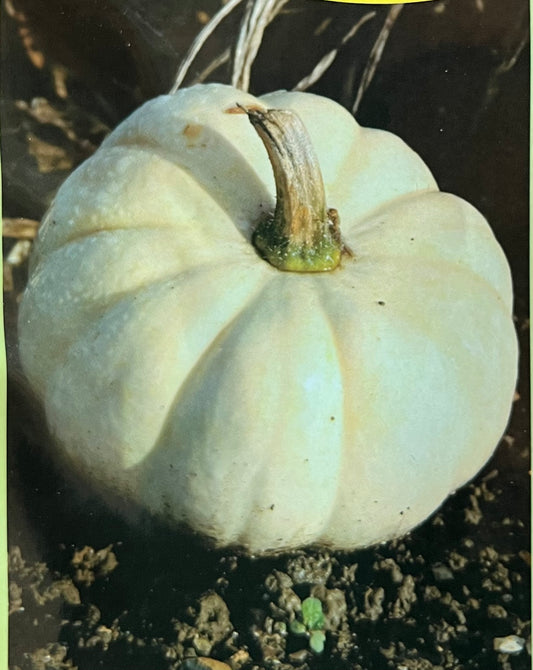 Pumpkin(മത്തൻ)seed