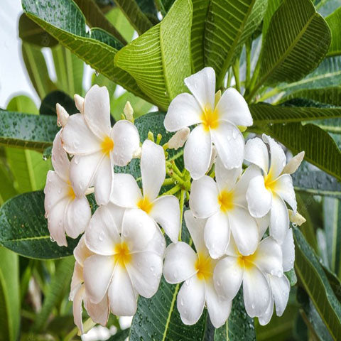 Plumeria White