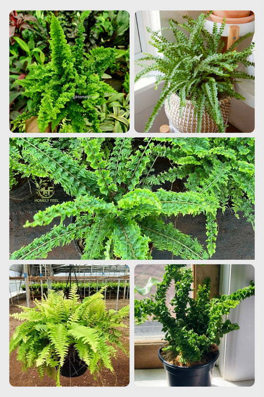Fern Combo (5 varieties )