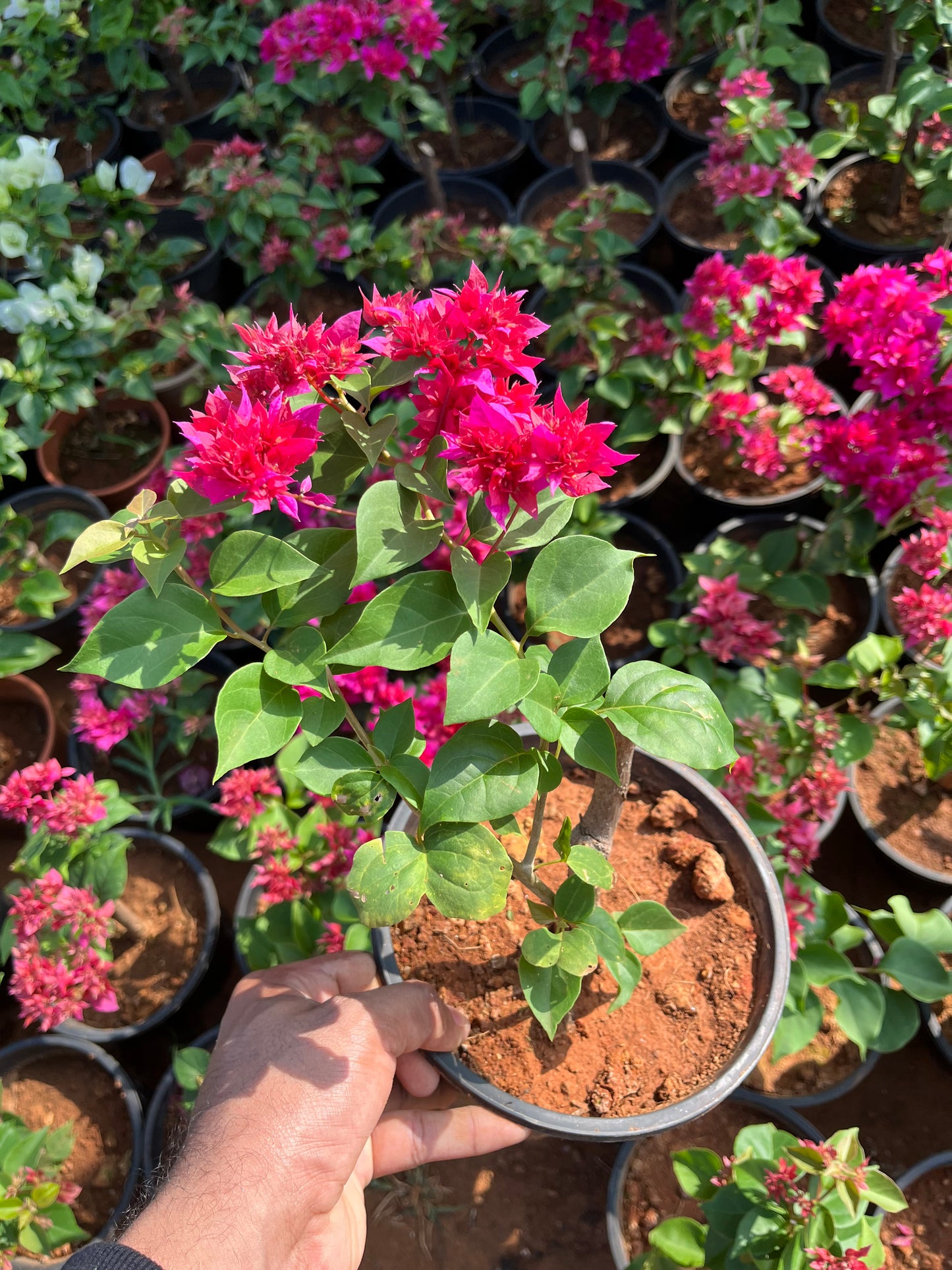 Bougainvillea Mahara Magenta