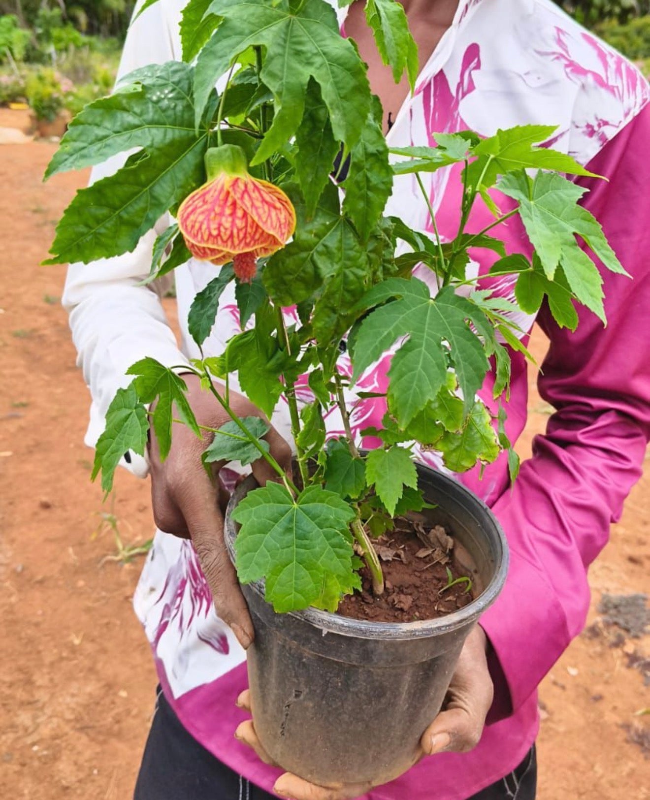 Lantern Hibiscus