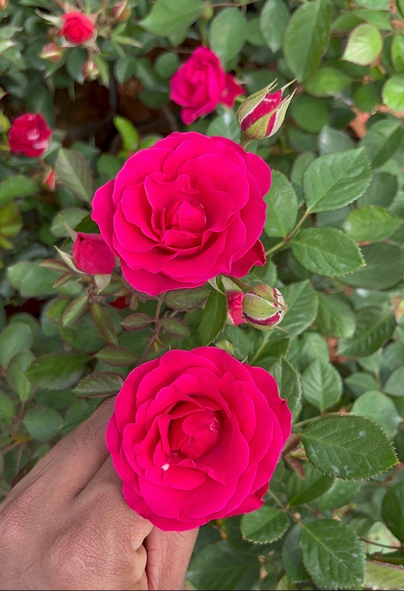 Pink Queen Rose