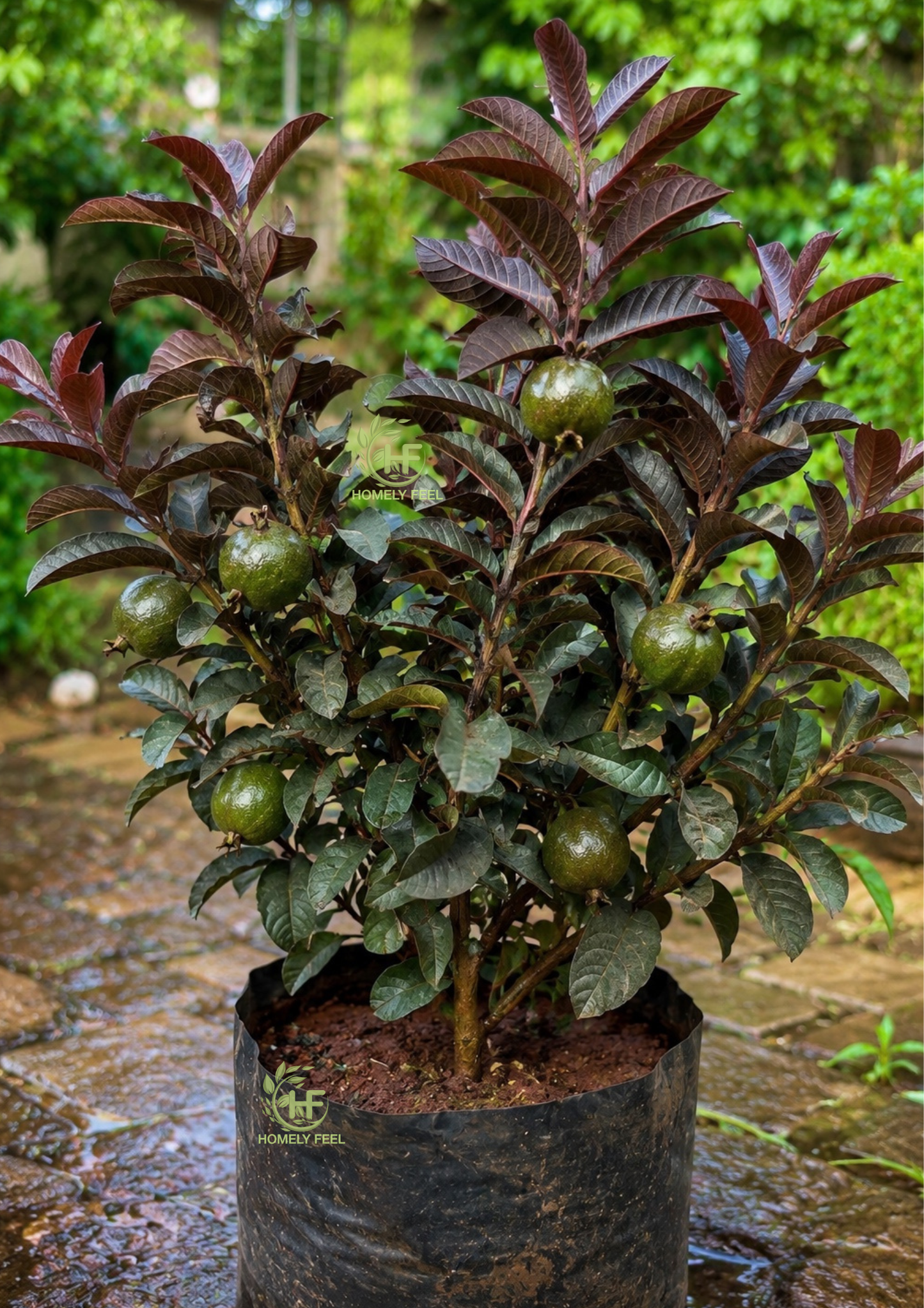 Dwarf Purple Guava(Layered Plant)