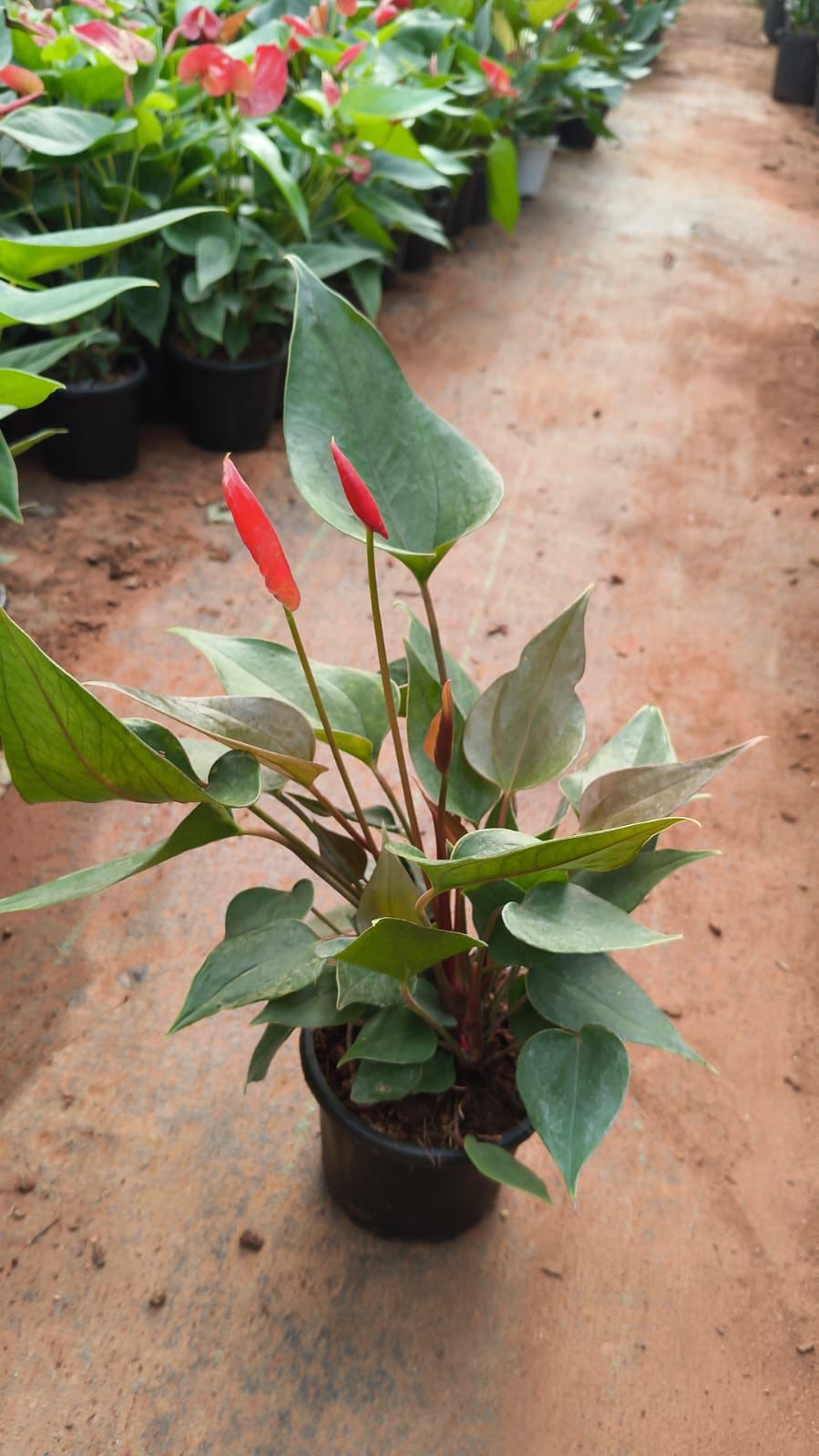 Anthurium Miniature Red(Bushy Plant)