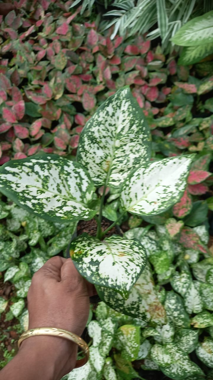 Aglaonema White Anyamanee