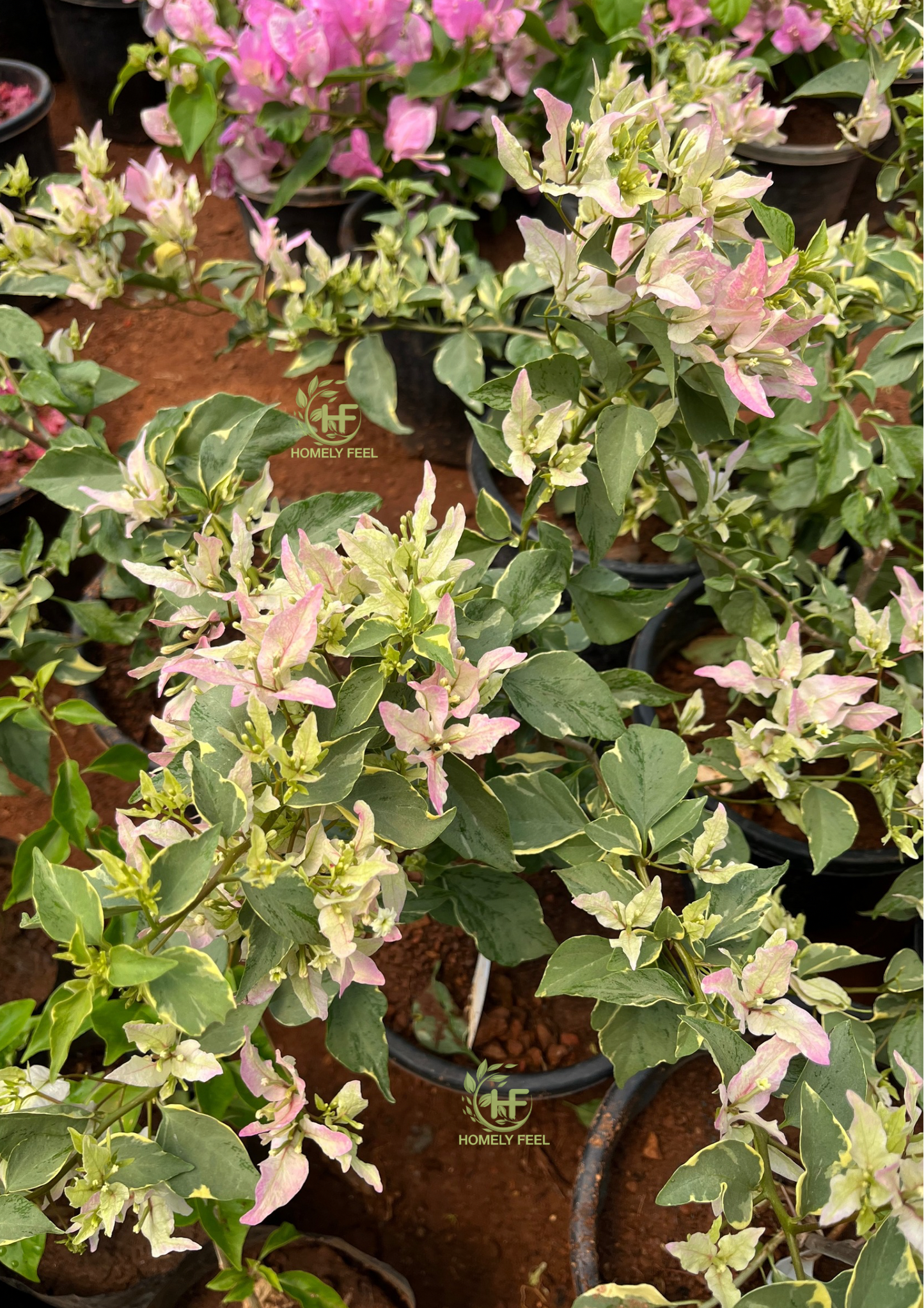 Bougainvillea Splash Butterfly Hybrid