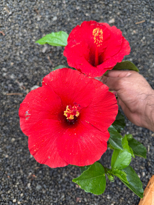 Hibiscus Hybrid Code 04