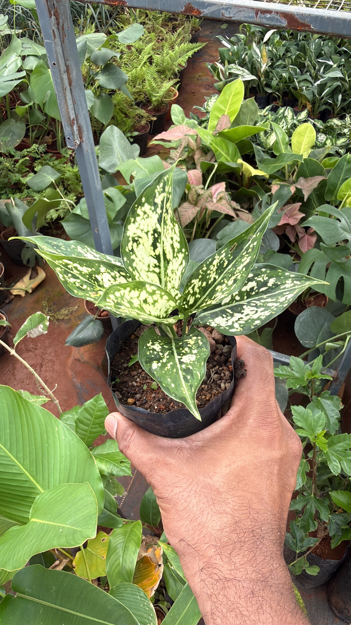Aglaonema Snow White