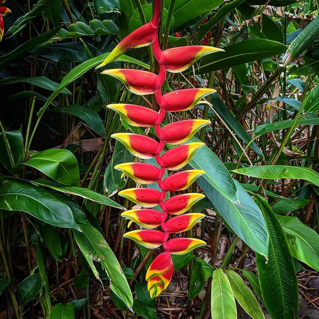 Heliconia Rostrata(Hanging Lobster Claw)