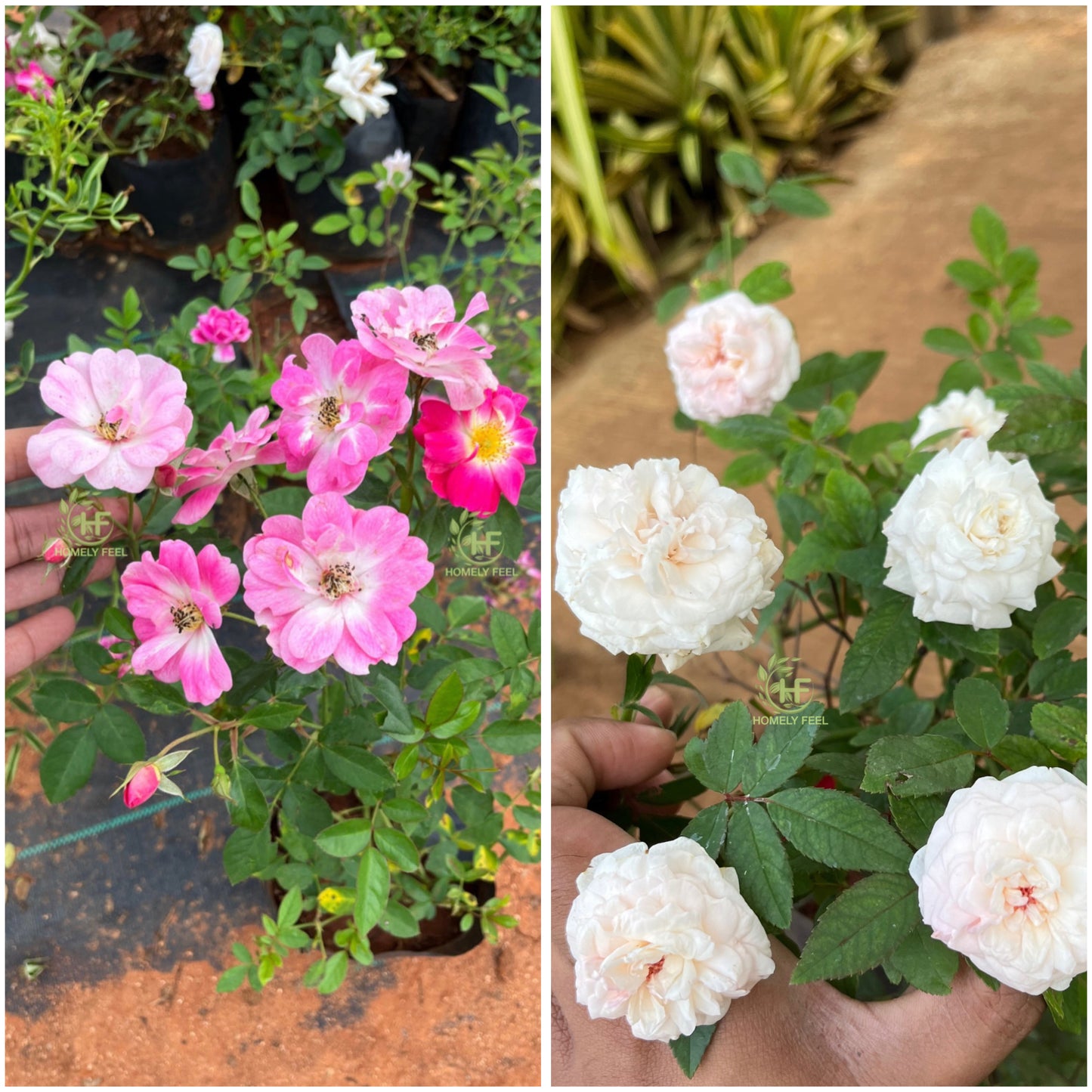 Own Rooted Rose Combo(British Queen& Fairy Lavender)