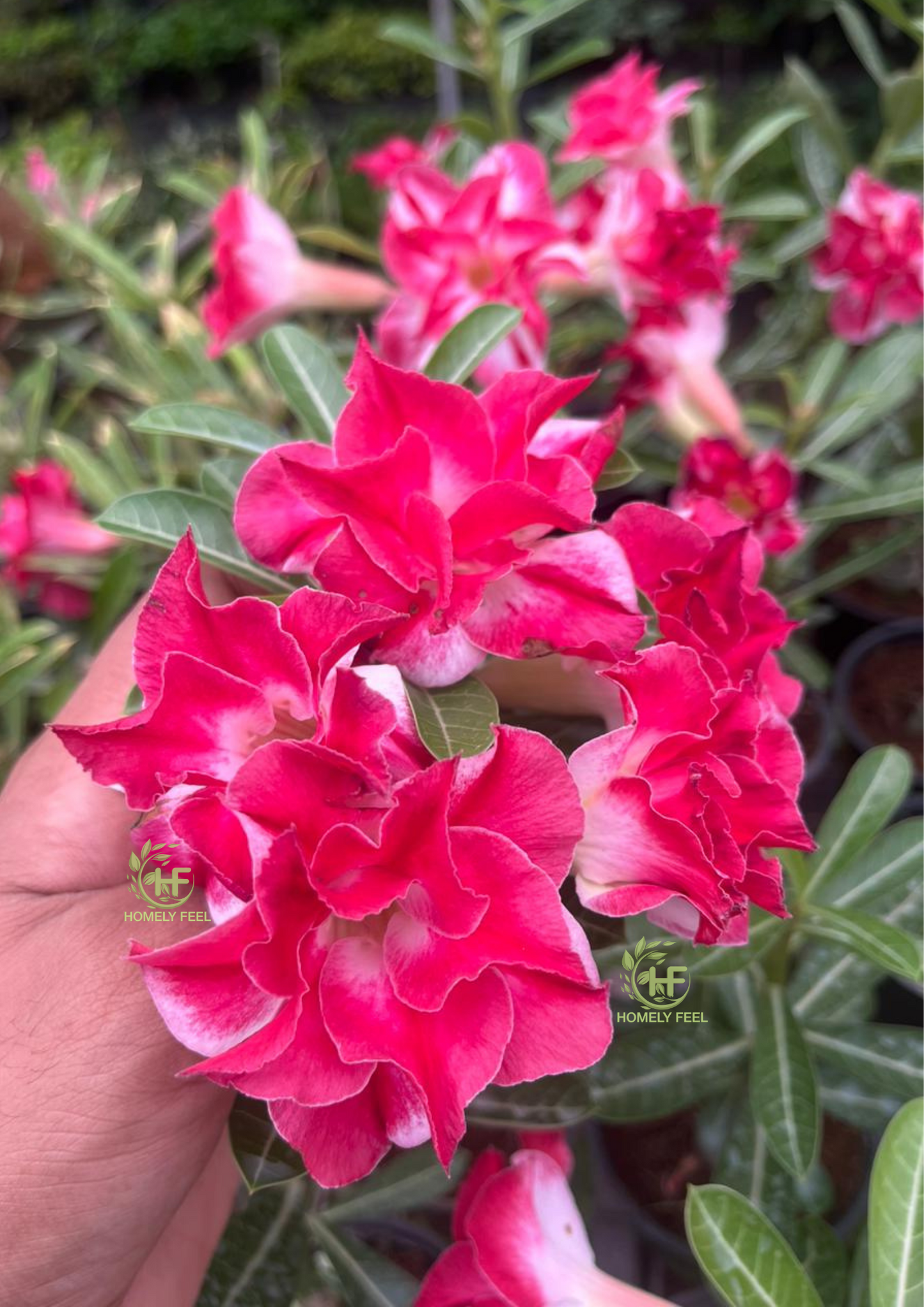 Adenium HA85