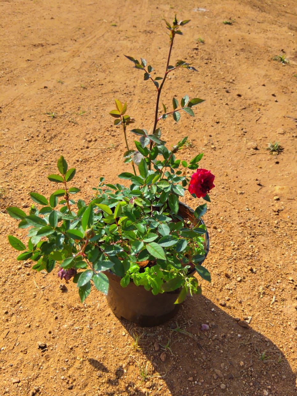 Cherry Rose(Own Rooted- Nadan)