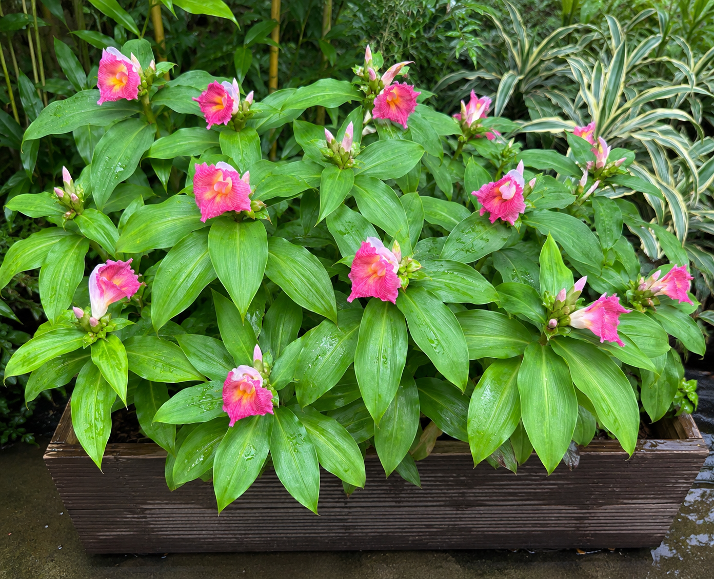 Costus African Princess