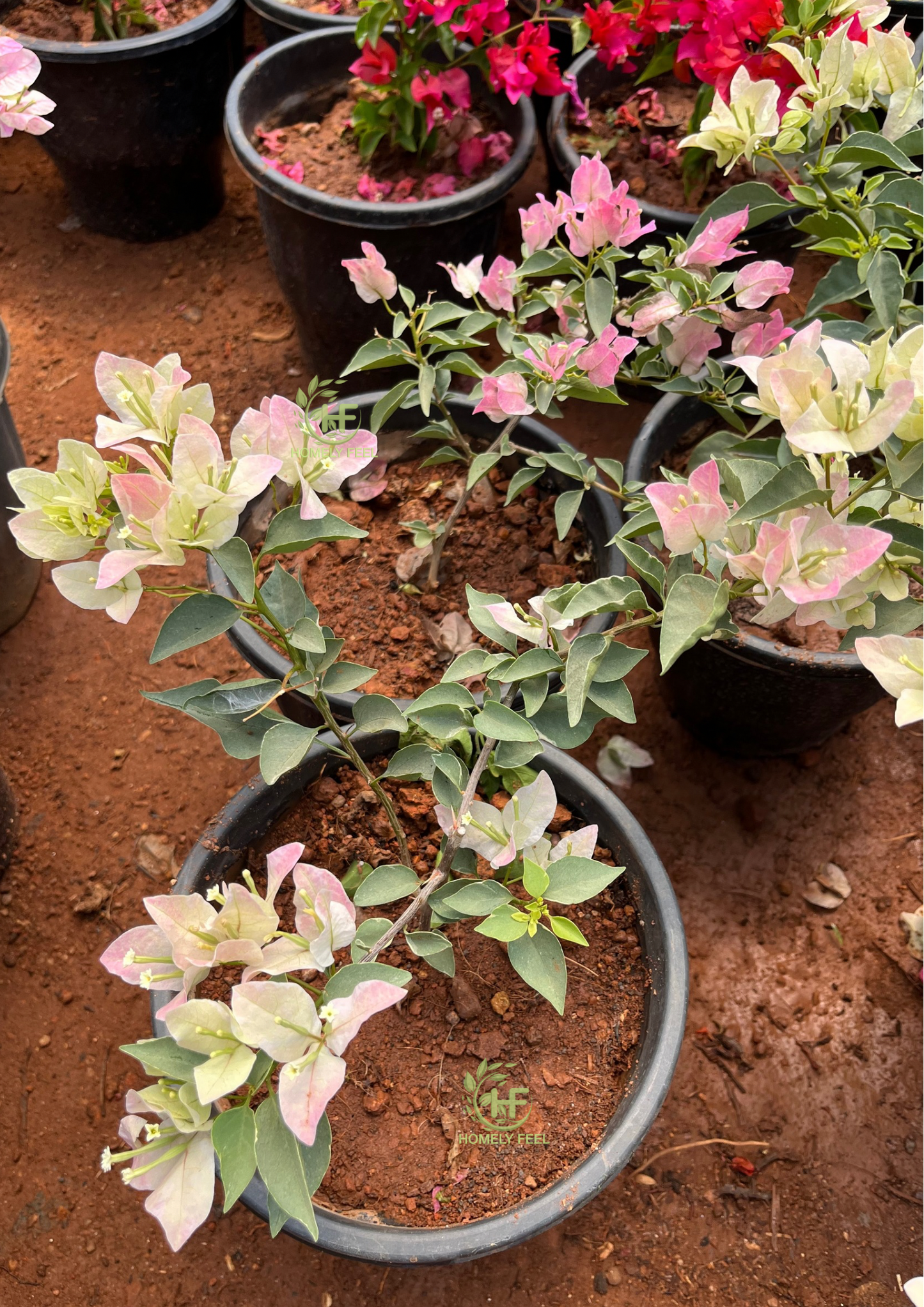 Bougainvillea Silver Pink Hybrid