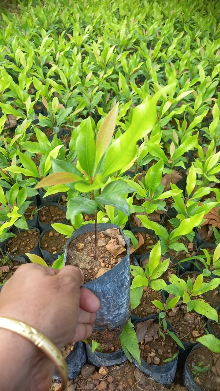 Clove (കരയാമ്പൂ)