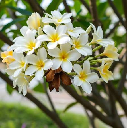 Plumeria White