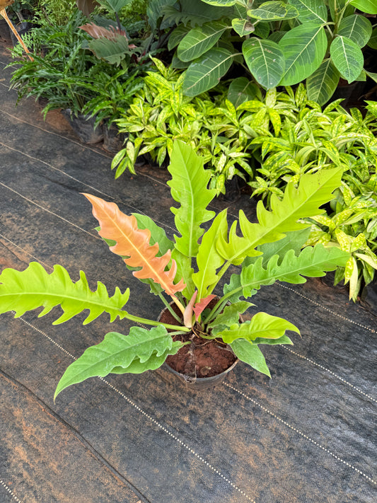 Philodendron Ring of Fire Golden