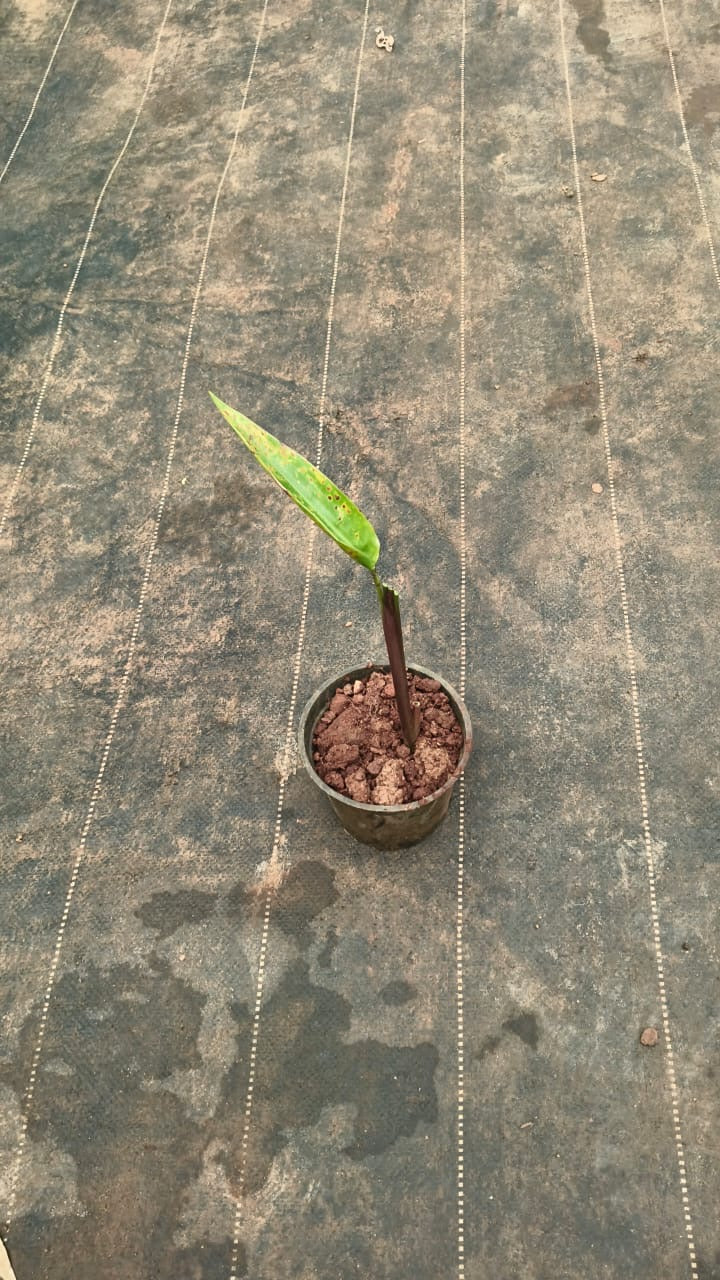 Heliconia red+yellow