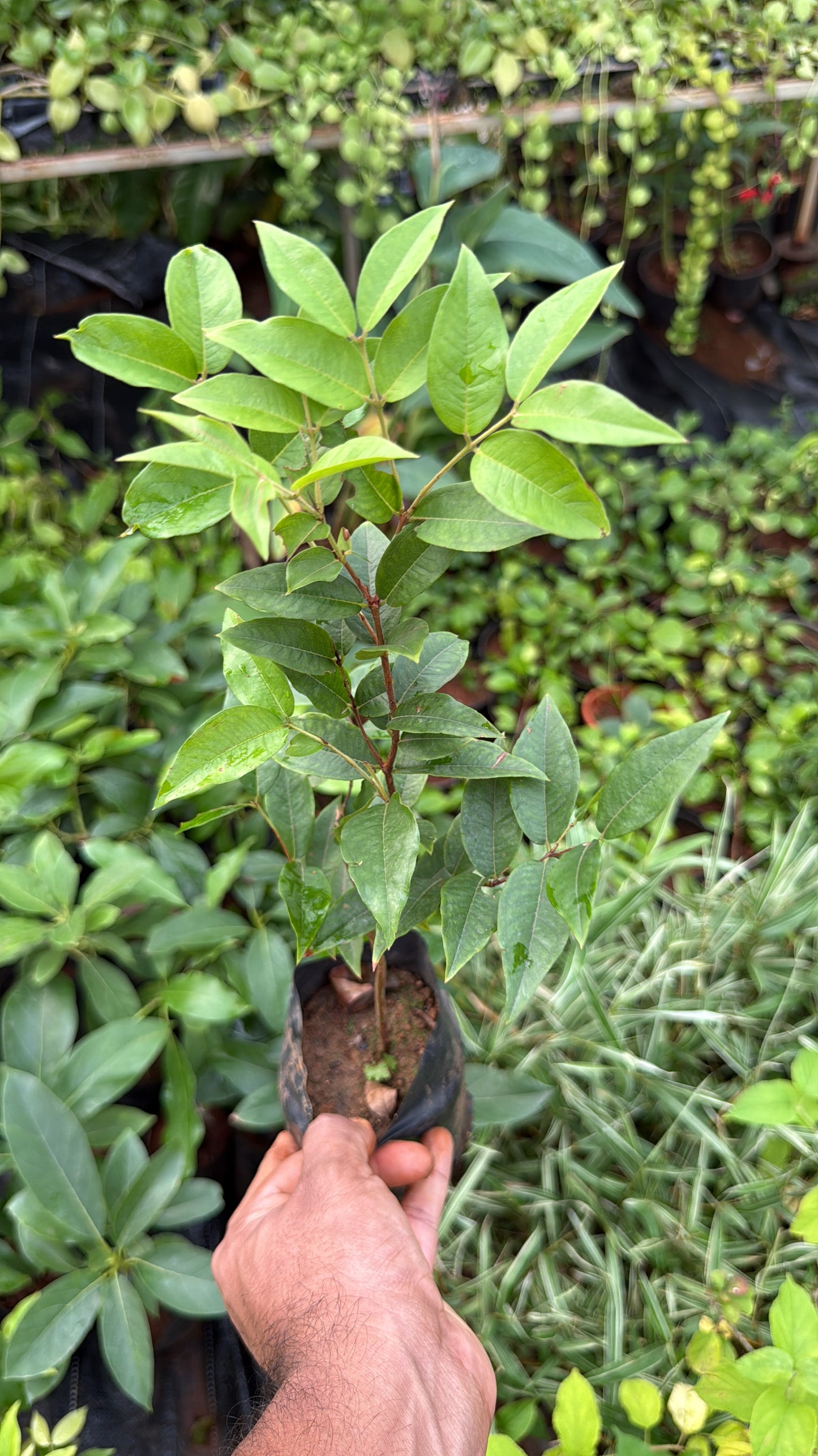 Jaboticaba Escarlate(Layered)