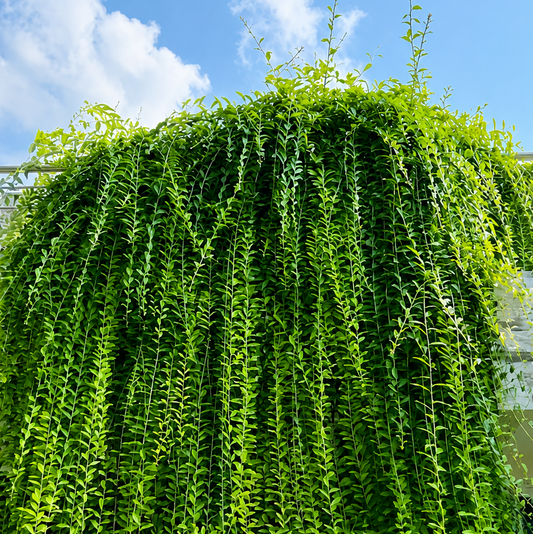 Curtain Creeper(5 Plants combo)
