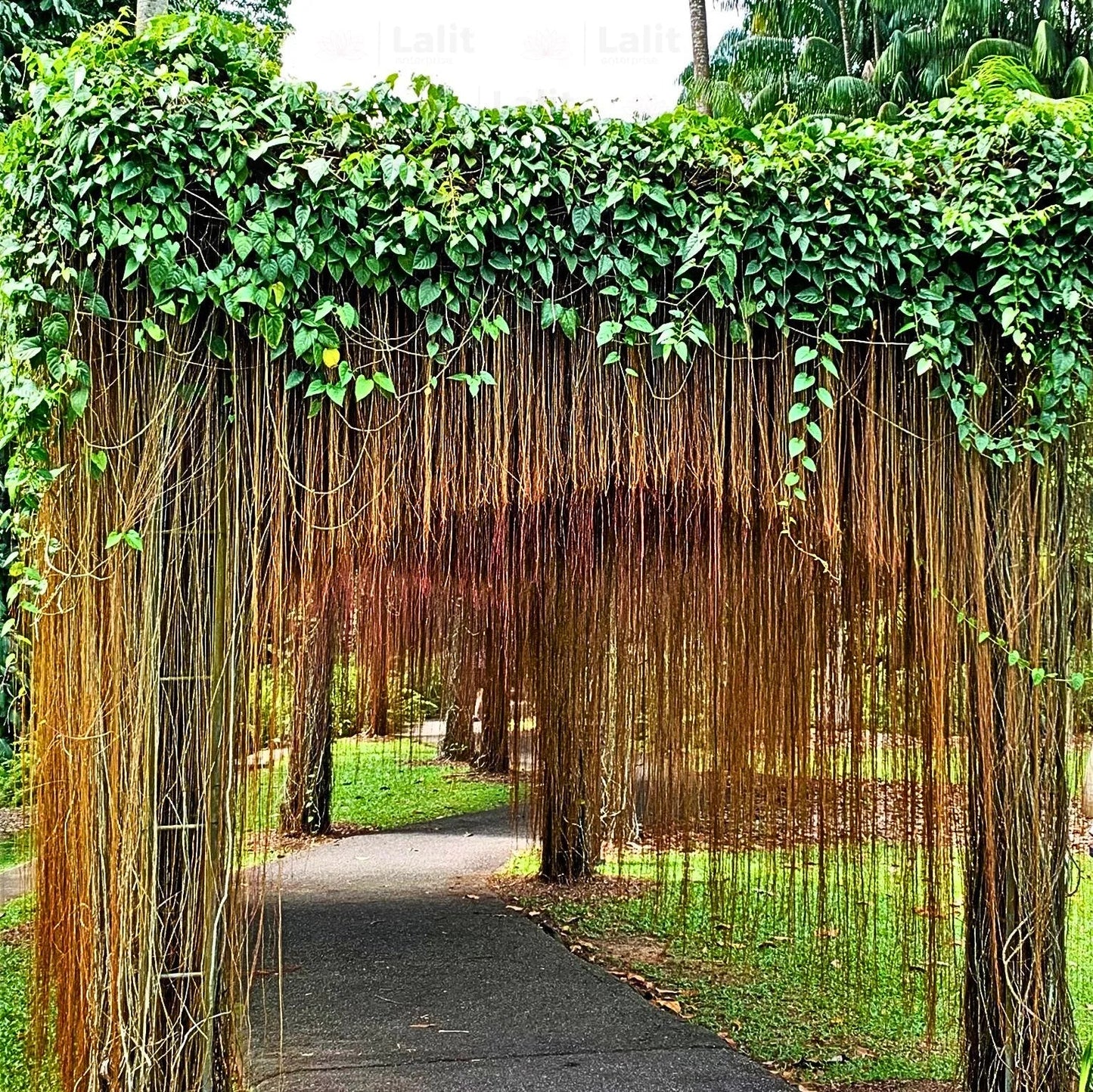 Princess Vine(Cissus Nodosa)